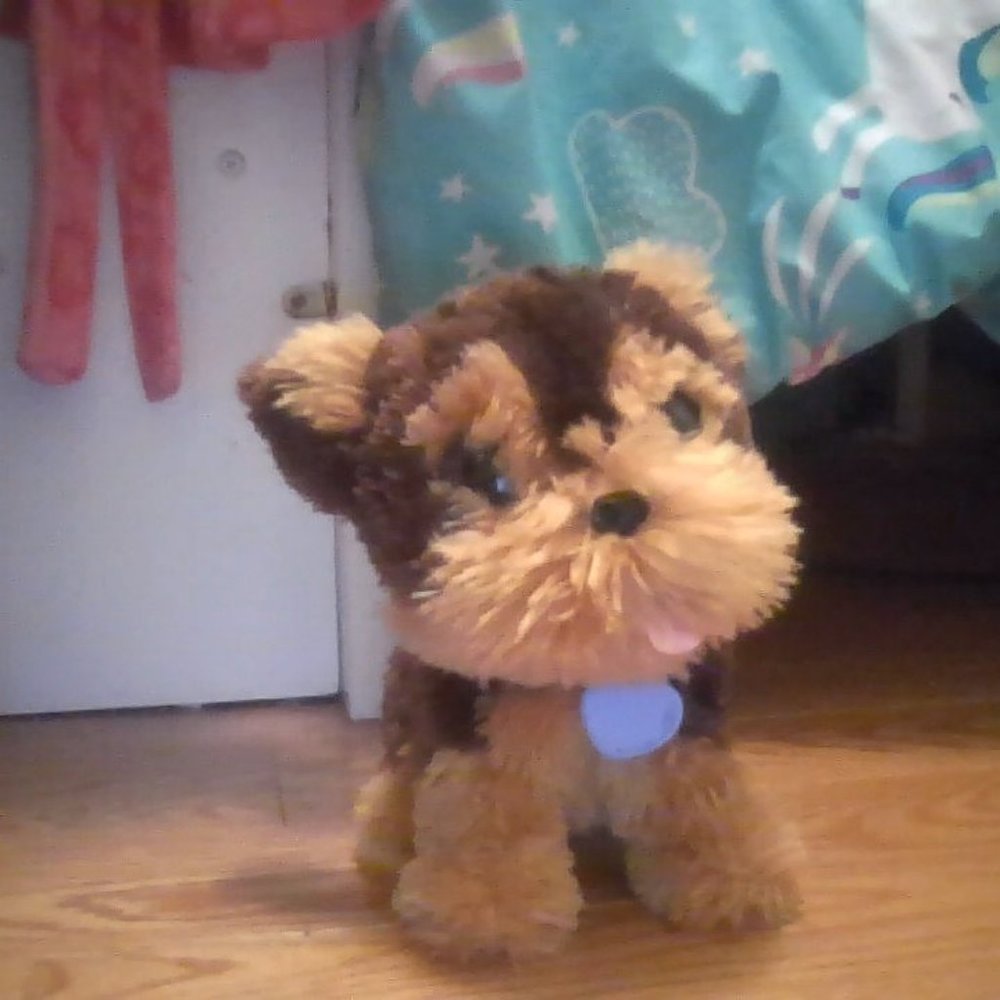dog toy!